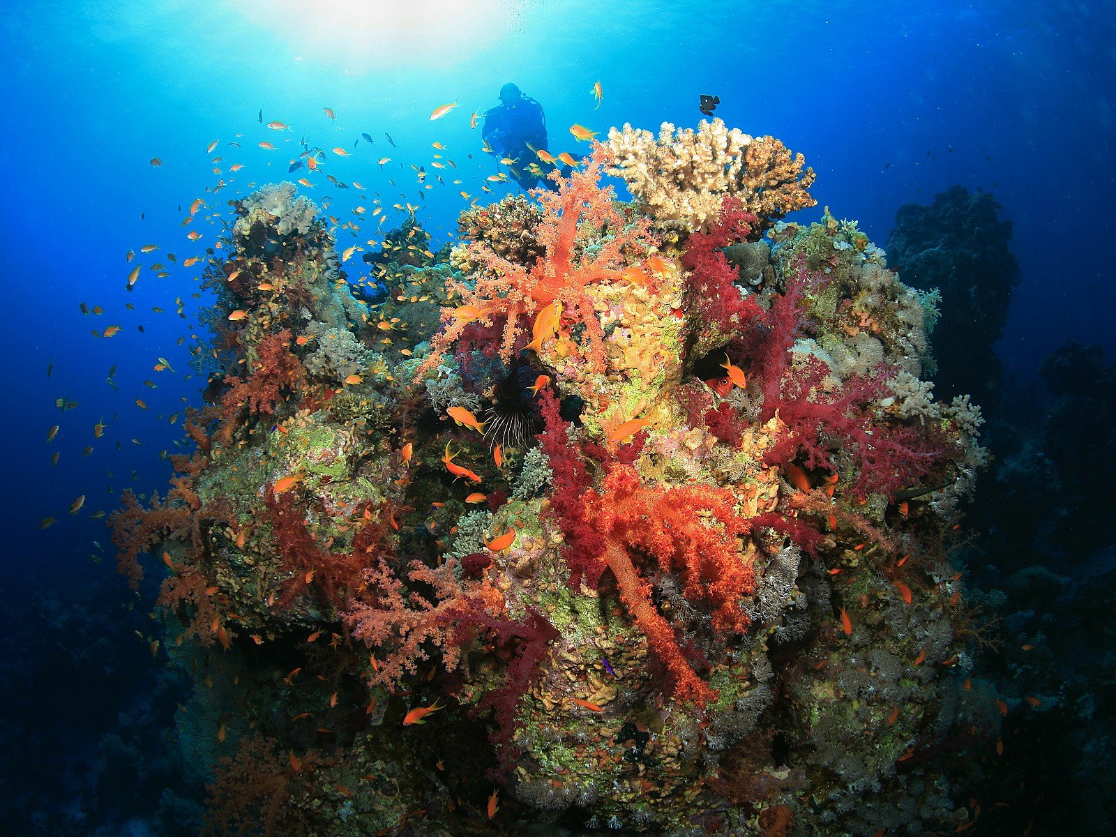 Colorful Coral Reefs