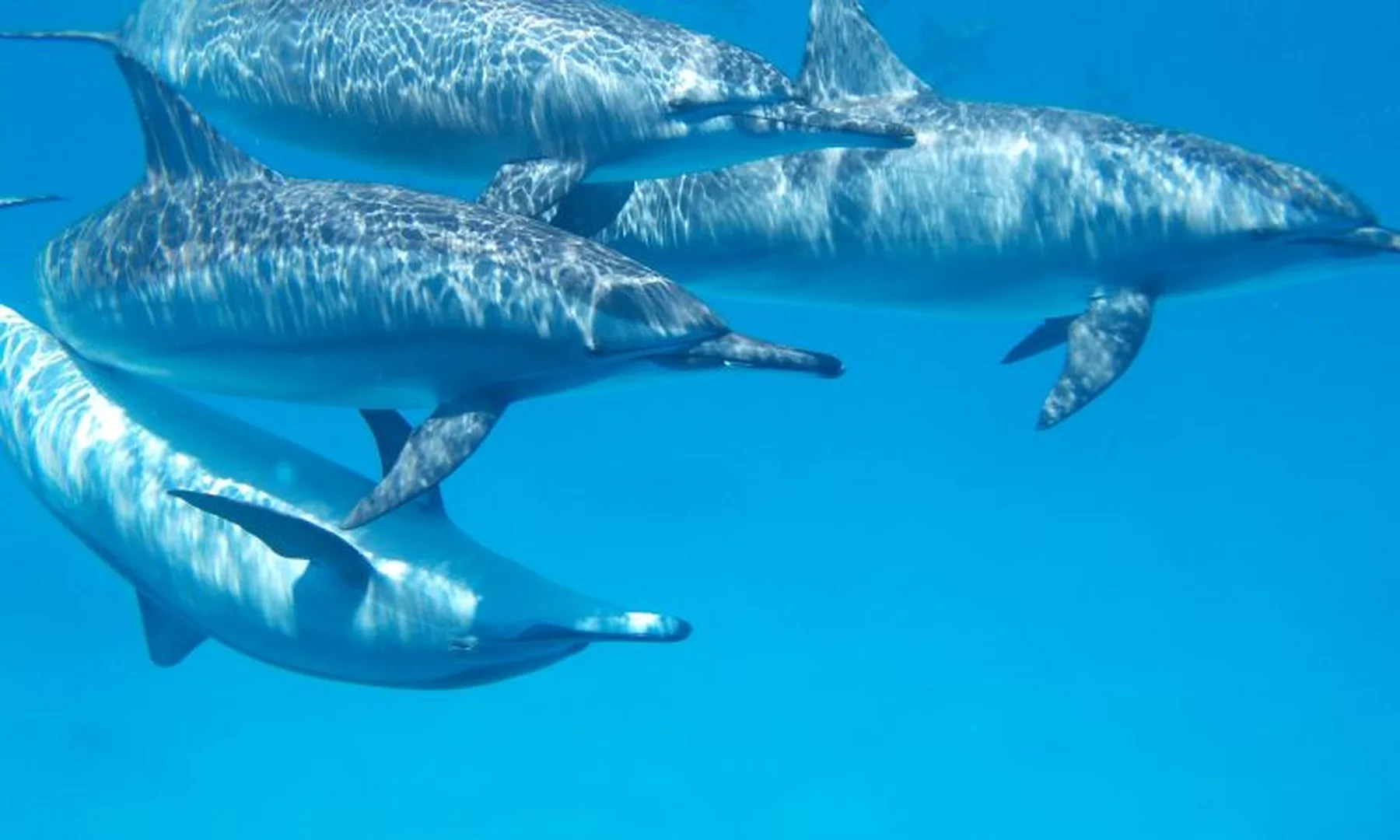 Swimming with Dolphins